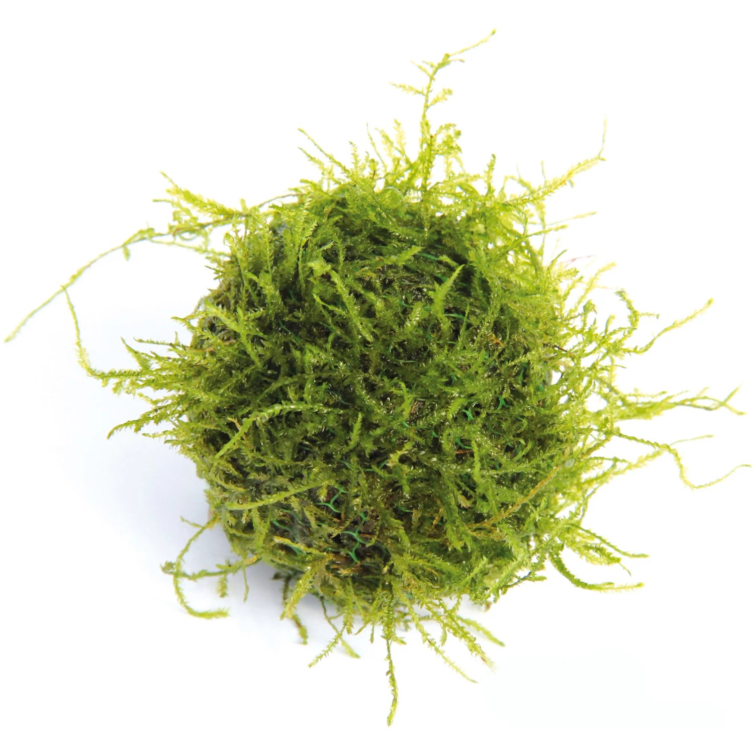 Dennerle Aquariumpflanze Bisophere Ball mit Javamoos