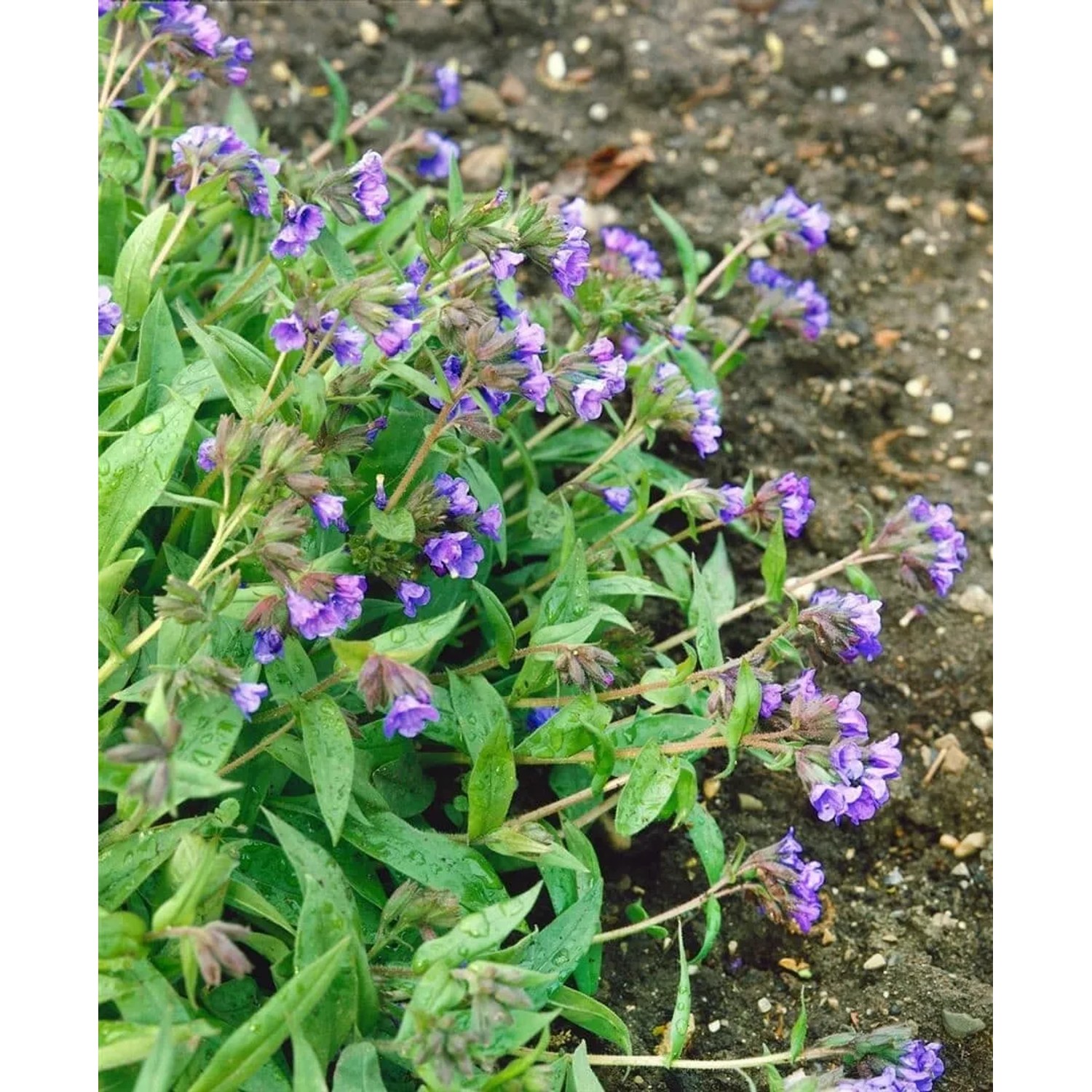 Blühendes Lungenkraut 'Azurea' im 9x9 cm Topf, blaue Blüten und grüne Blätter.