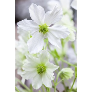 Nahaufnahme der weißen Blüten der immergrünen Clematis Hybride Early Sensation.