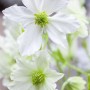 Nahaufnahme der weißen Blüten der immergrünen Clematis Hybride Early Sensation.