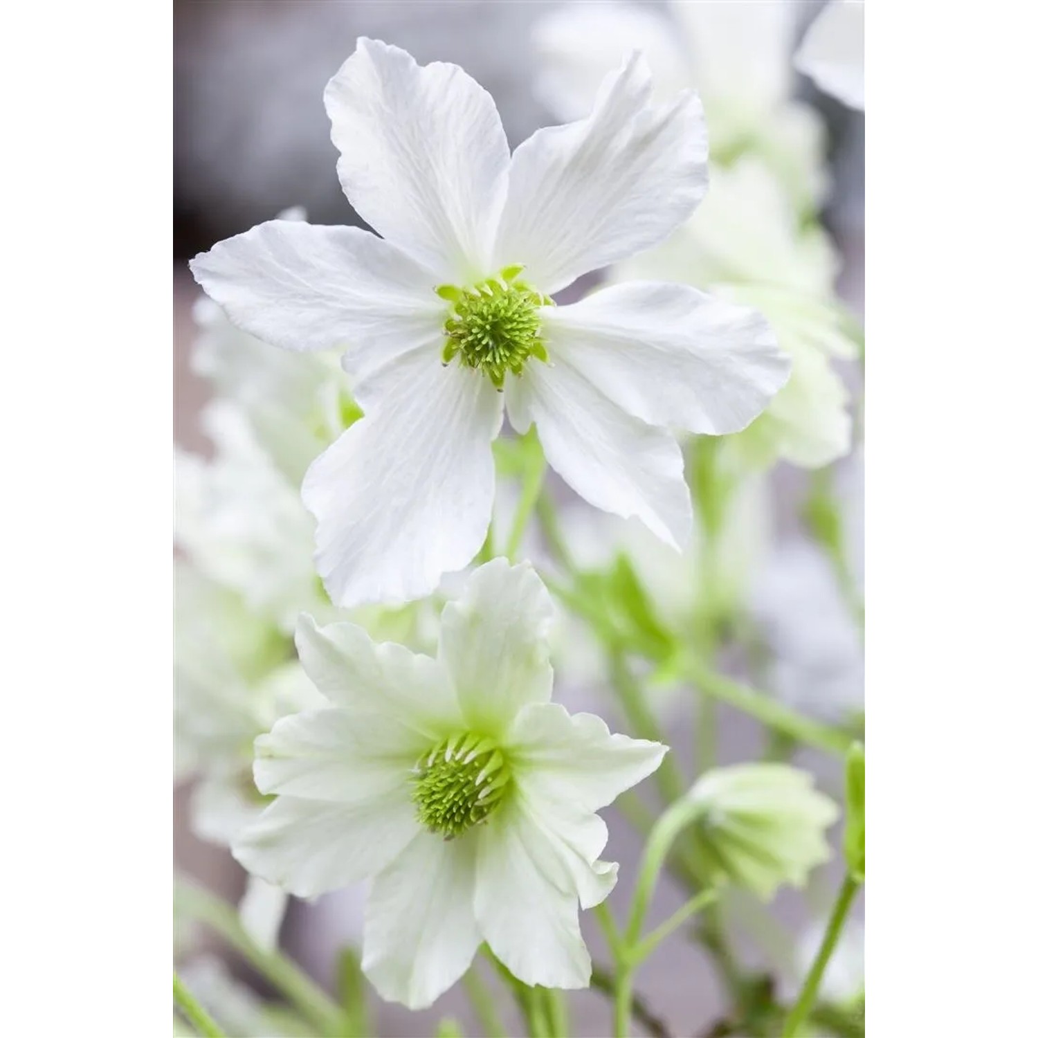 Nahaufnahme der weißen Blüten der immergrünen Clematis Hybride Early Sensation.