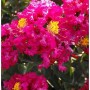Nahaufnahme leuchtend pinker, gekräuselter Blüten der Chinesischen Kräuselmyrte Red Imperator. Lagerstroemia indica Strauch.