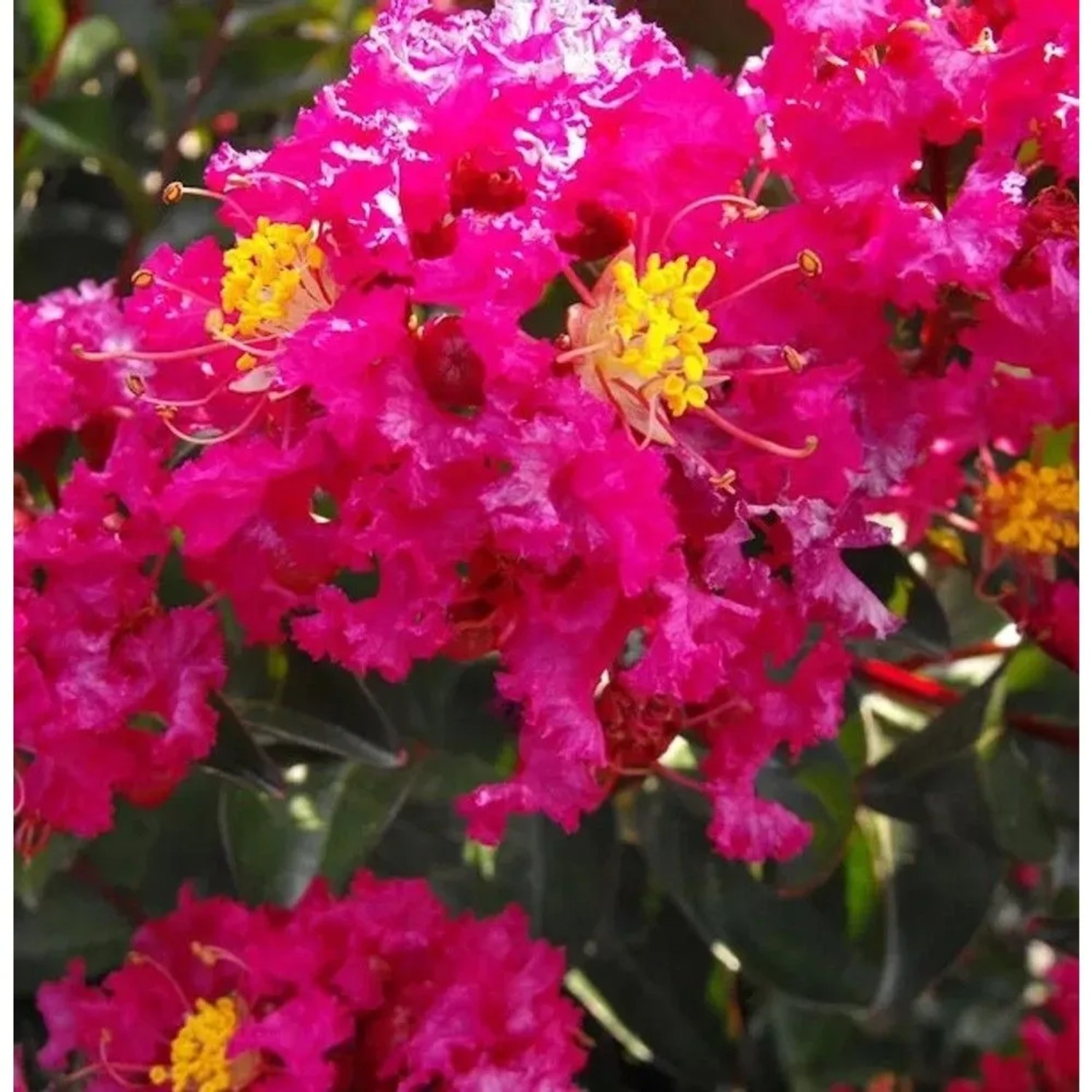 Chinesische Kräuselmyrte Red Imperator 30-40cm - Lagerstroemia indica