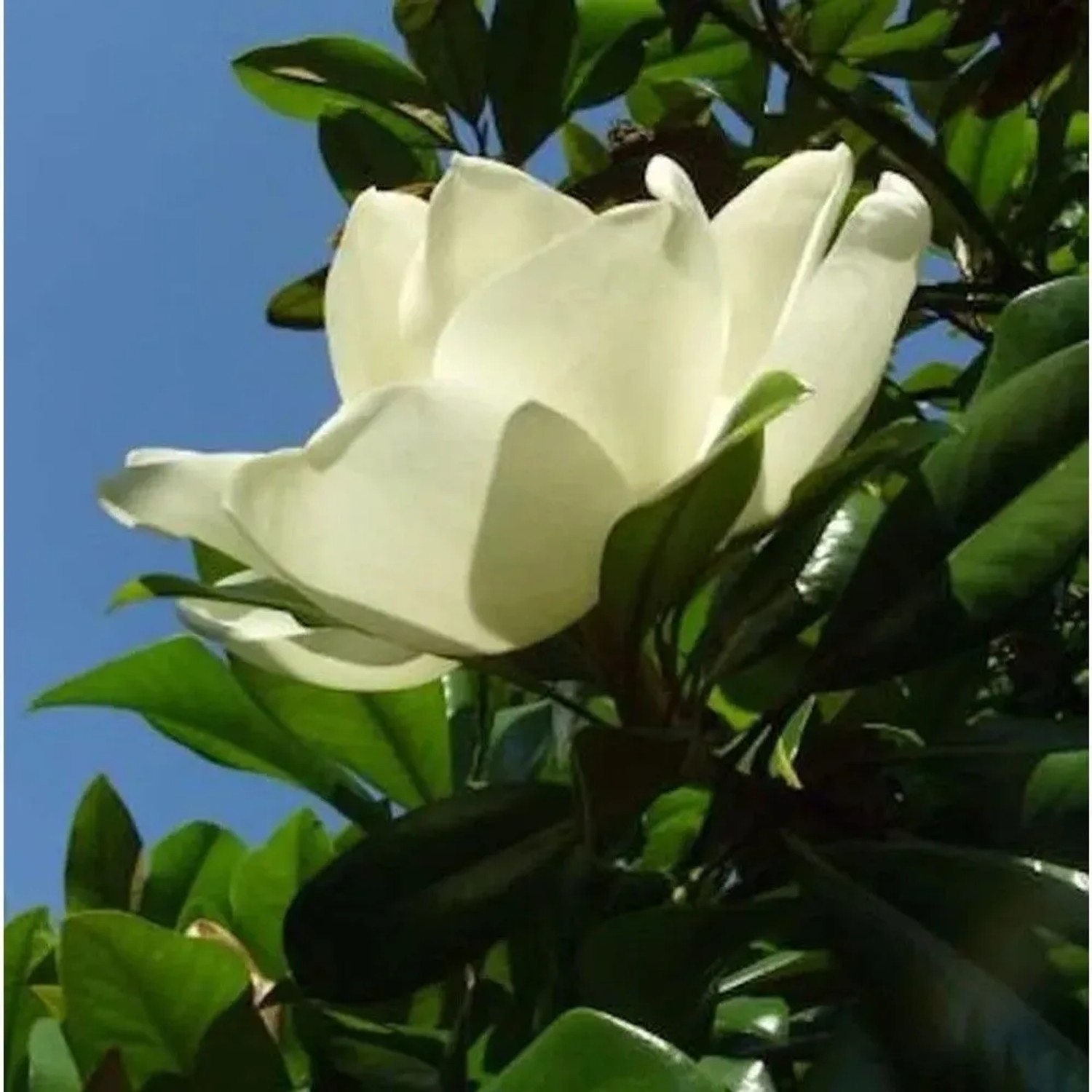 Großblumige Magnolie Little Gem 60-80cm - Magnolia grandiflora