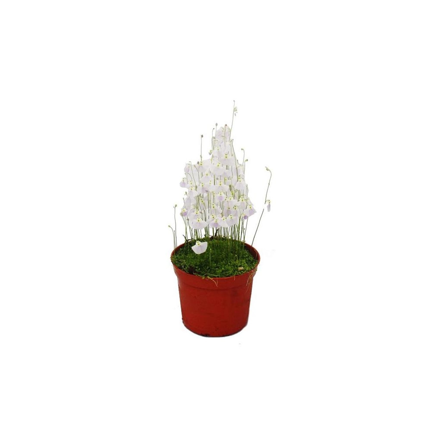 Exotenherz Fleischfressende Pflanze Wasserschlauch Utricularia Livida 9cm T günstig online kaufen