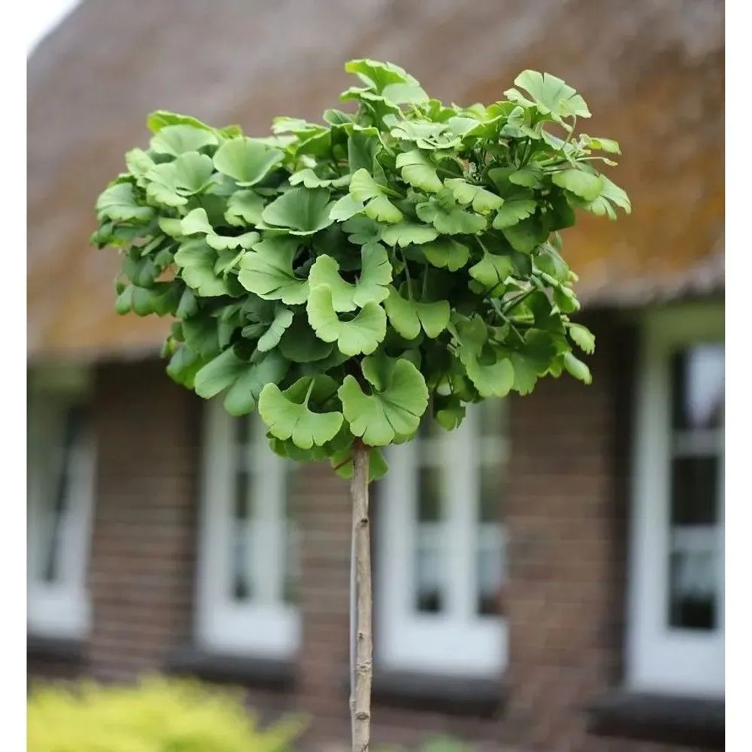 Hochstamm Fächerblattbaum 40-60cm - Ginkgo biloba