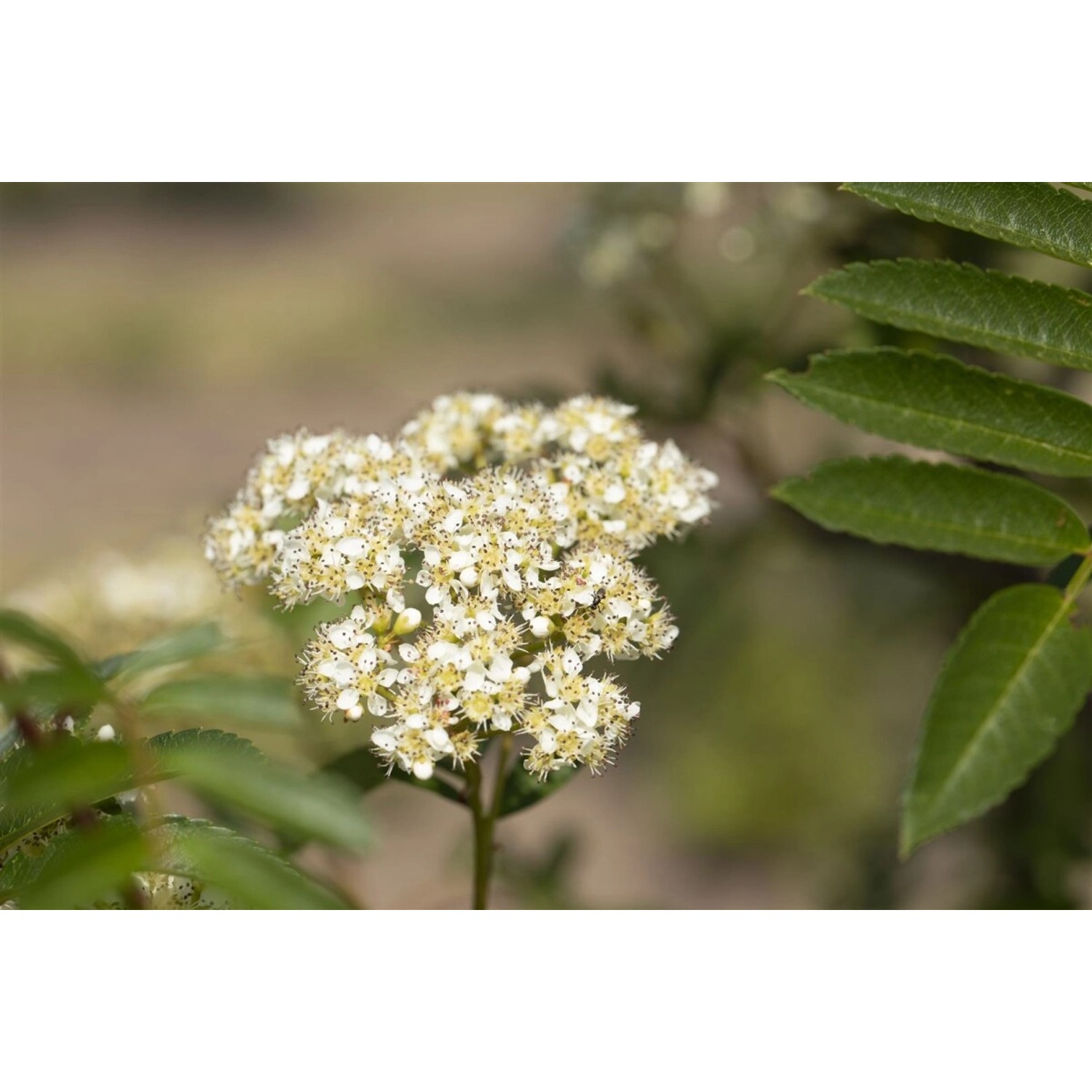 Sorbus Joseph Rock Eberesche Gelbe Beeren 100–125 cm günstig online kaufen