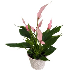 Flamingoblume Lilli Mix im Zinktopf, ca. 30cm hoch, mit zarten rosa Blüten.