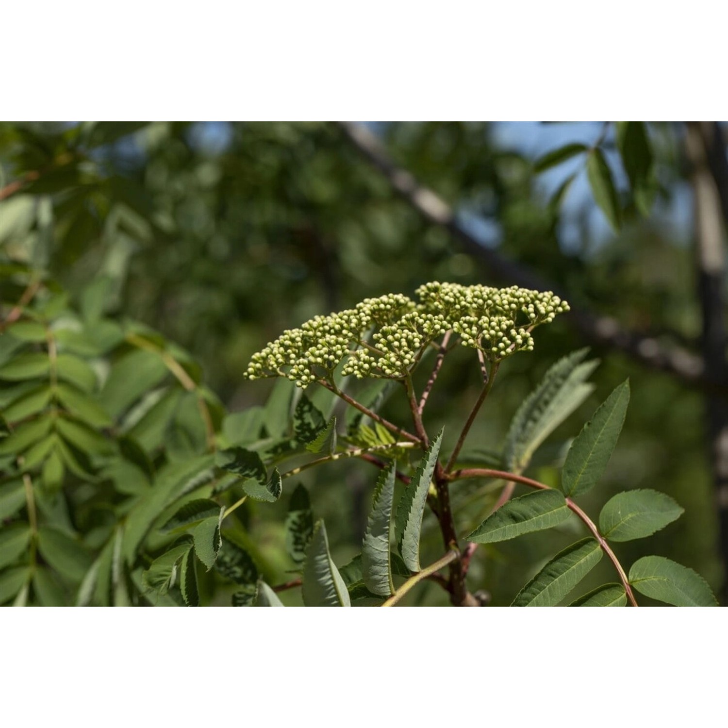 Sorbus Decora Kanadische Eberesche 125–150 cm günstig online kaufen