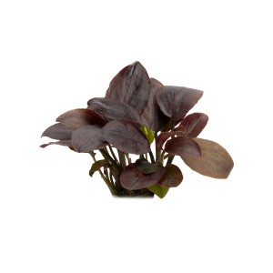 Stoffels Aquariumpflanze Lagenandra meeboldii Red mit rötlich-violetten Blättern.