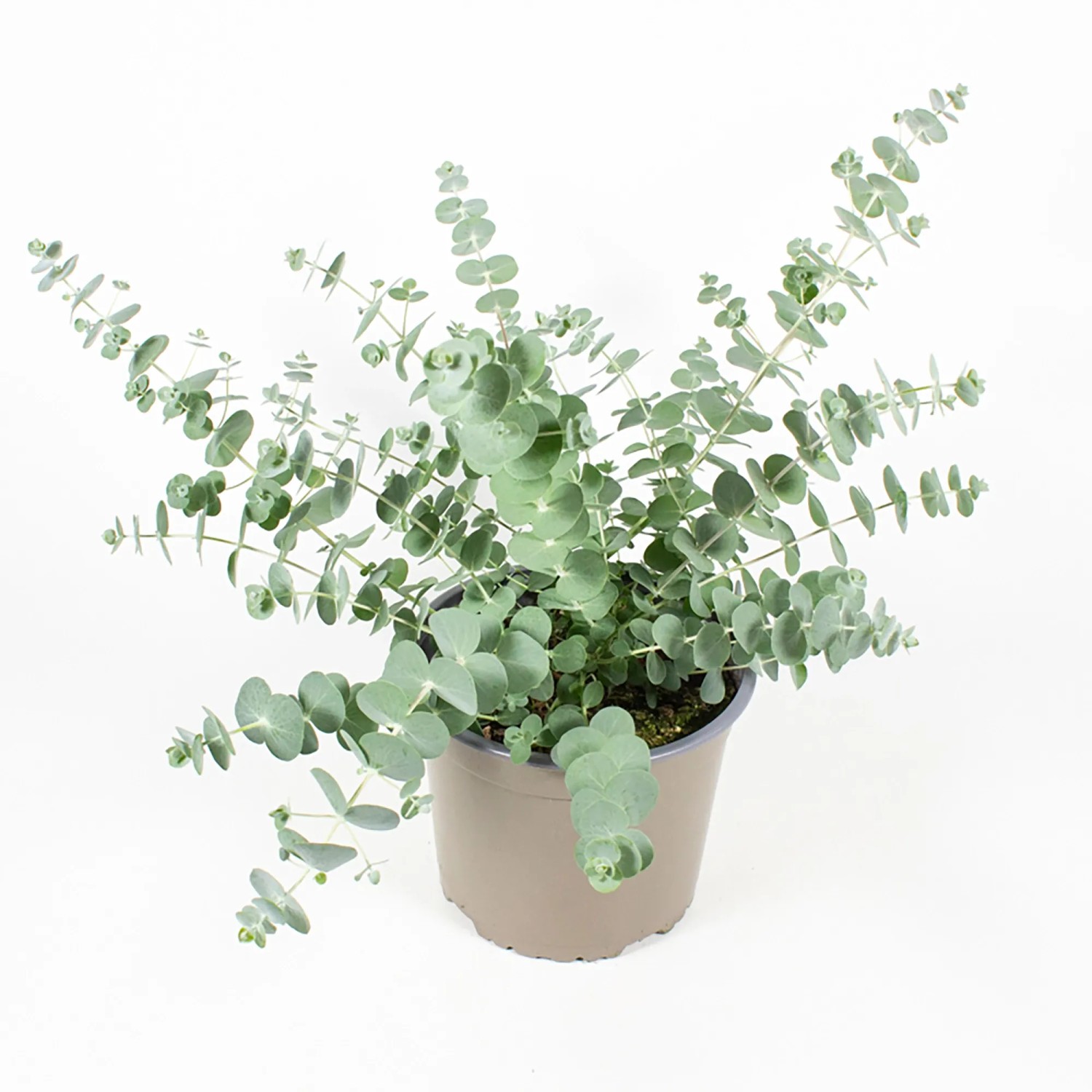 Eucalyptus Gunnii kaufen bei OBI