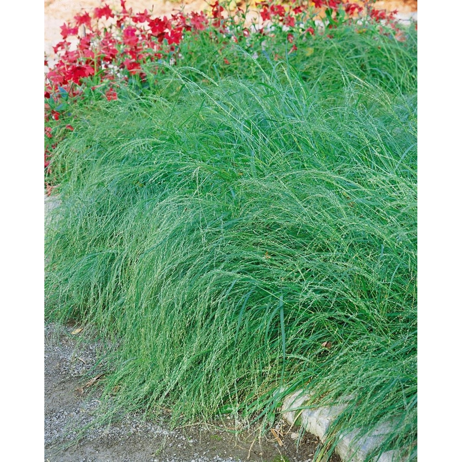 Eragrostis Curvula Liebesgras Ca. 9x9 cm Topf günstig online kaufen