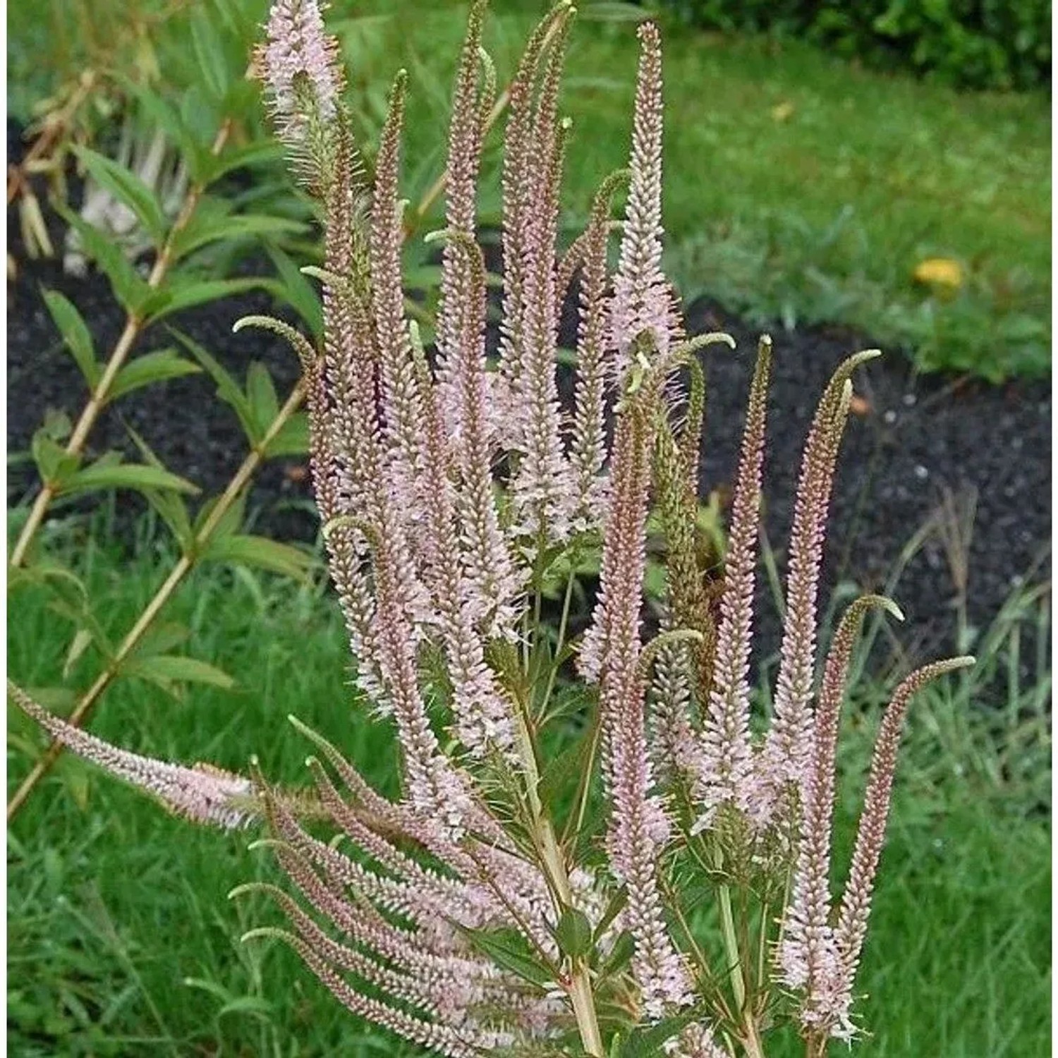 Virginischer Riesen Ehrenpreis Erika - Veronicastrum virginicum