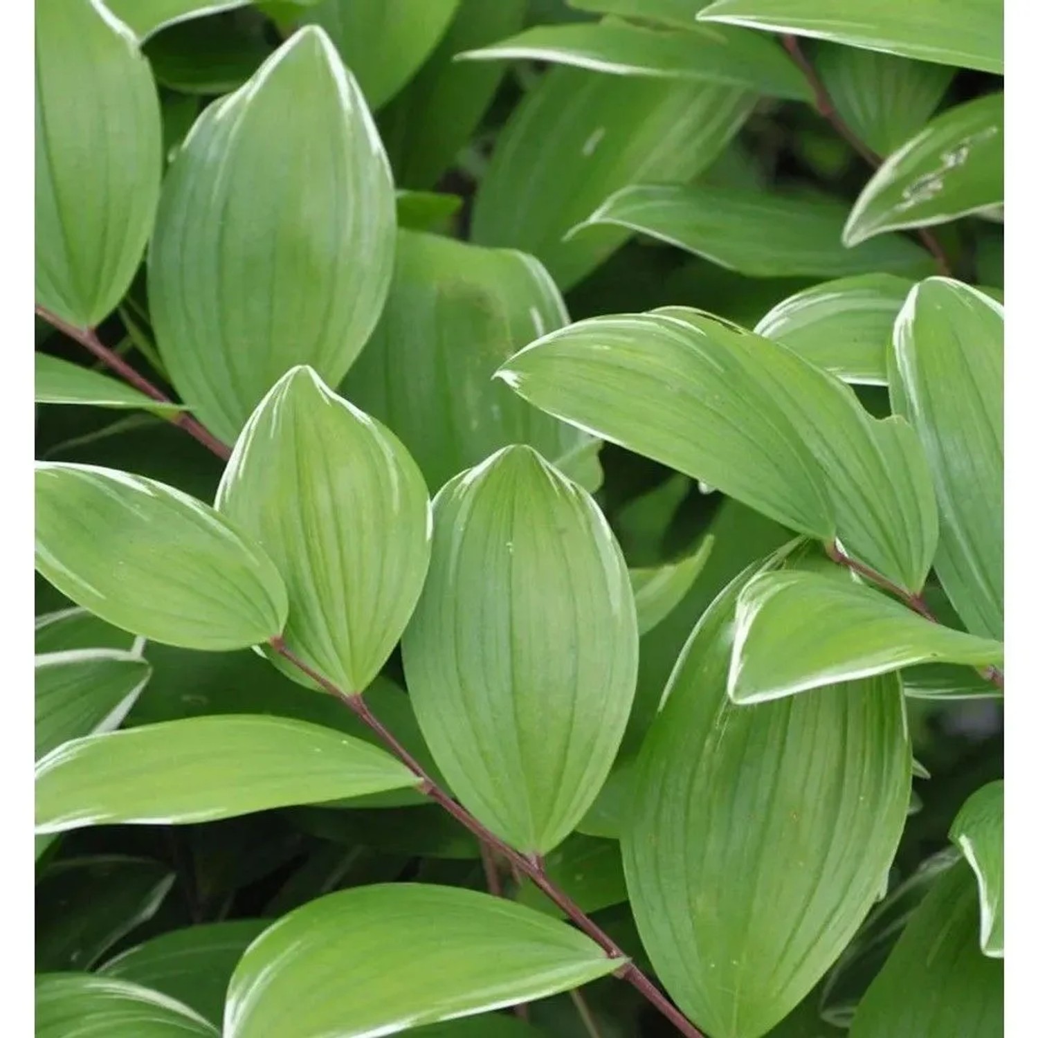 Duftender Salomonssiegel Variegatum - Polygonatum odoratum