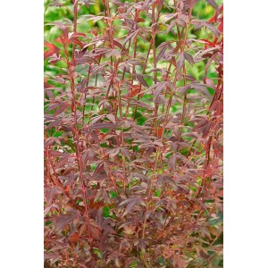 Kompakter, roter Acer Palmatum Brands Dwarf (Japanischer Ahorn), ca. 60-80 cm hoch.