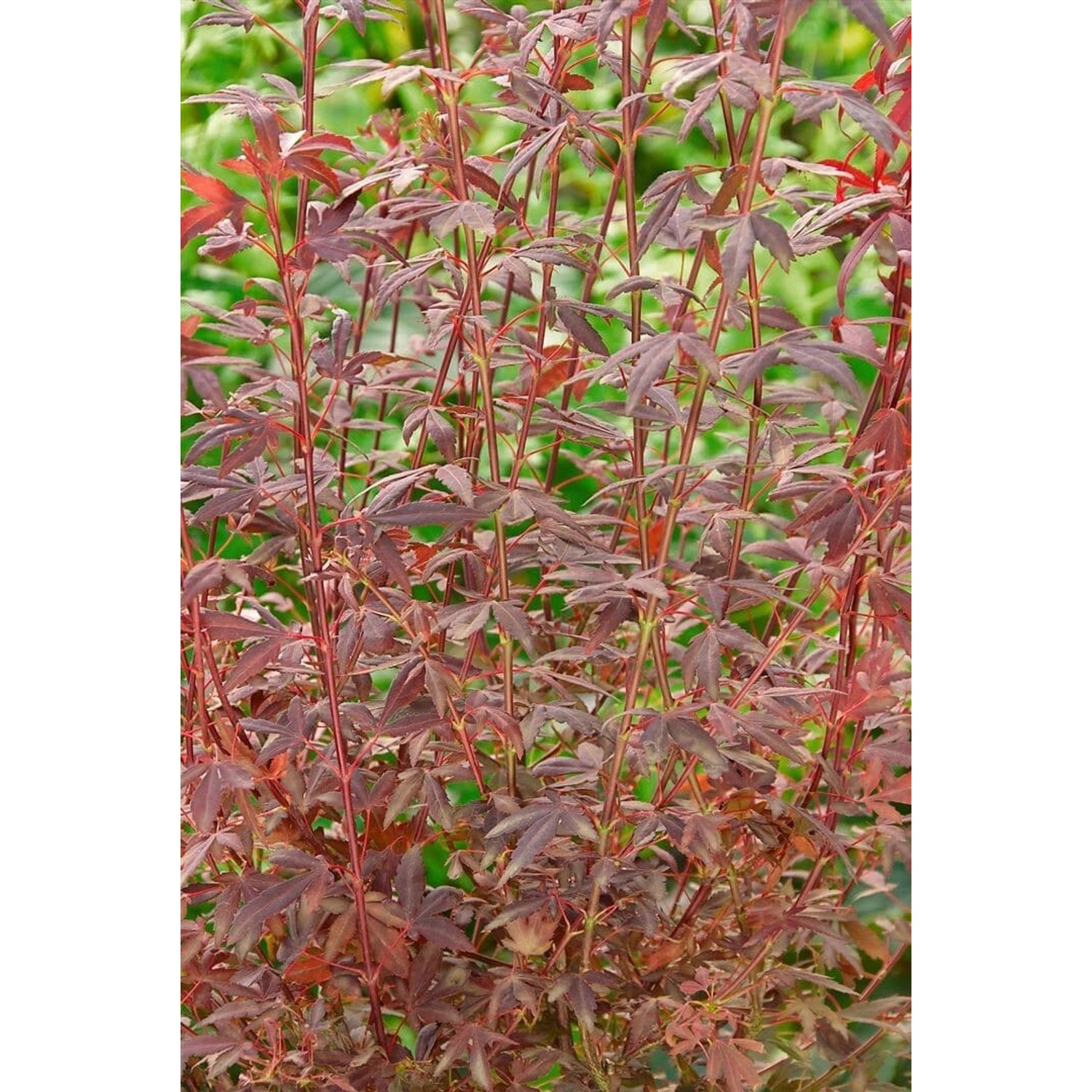 Acer Palmatum Brands Dwarf Japanischer Ahorn Kompakt 60–80 cm günstig online kaufen