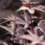 Detailaufnahme: Dunkelroter Fächerahorn 'Bloodgood' von GROW by OBI mit filigranen Blättern.