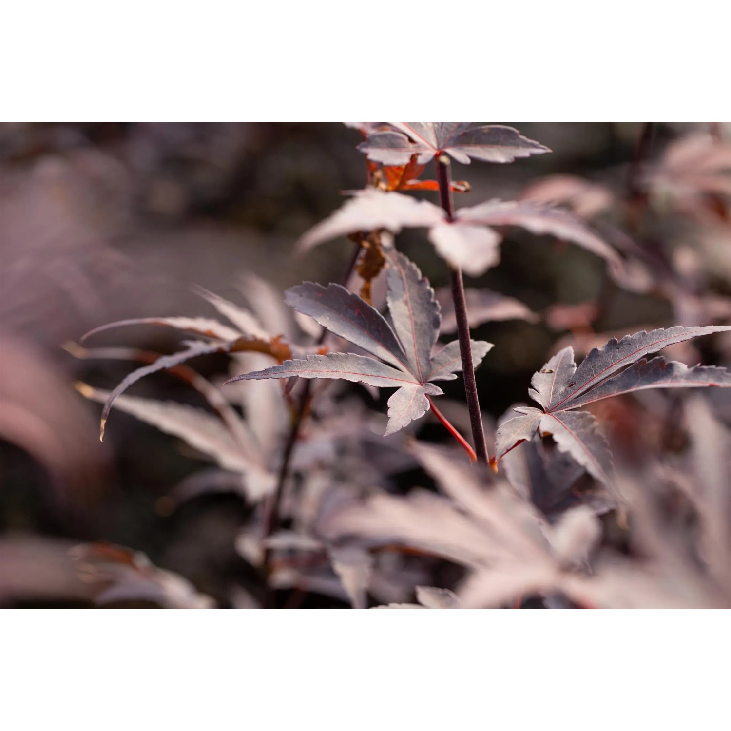Detailaufnahme: Dunkelroter Fächerahorn 'Bloodgood' von GROW by OBI mit filigranen Blättern.