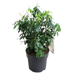 Schattenglöckchen 'Rosalinda Rosa' im Topf, ca. 20-30 cm hoch. Immergrüne Lavendelheide mit rosa Blüten.