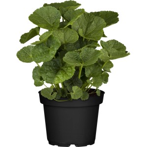 Stockrose (Alcea rosea) im Topf, grüne Blätter. Ideal für Beet und Kübel.