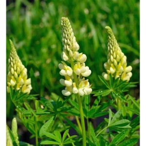 Strauchlupine (Lupinus arboreus) mit gelb-weißen Blüten im Garten.