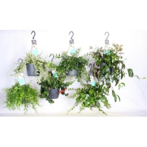 GROW by OBI Schamblumen-Ampel Sortenauswahl Topf-Ø ca. 15 cm