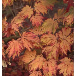 Nahaufnahme des leuchtend orange-roten Laubs eines Japanischen Feuerahorns (Acer japonica Aconitifolium).