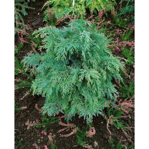 Junge Nootka-Scheinzypresse 'Glauca', ca. 100-125 cm hoch, mit blaugrünem Nadelkleid im Garten.