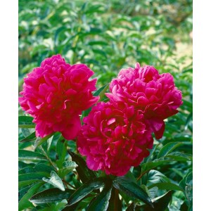 Leuchtend rote Pfingstrose 'Kansas' (Paeonia Lactiflora) im 11x11 cm Topf.