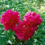 Leuchtend rote Pfingstrose 'Kansas' (Paeonia Lactiflora) im 11x11 cm Topf.