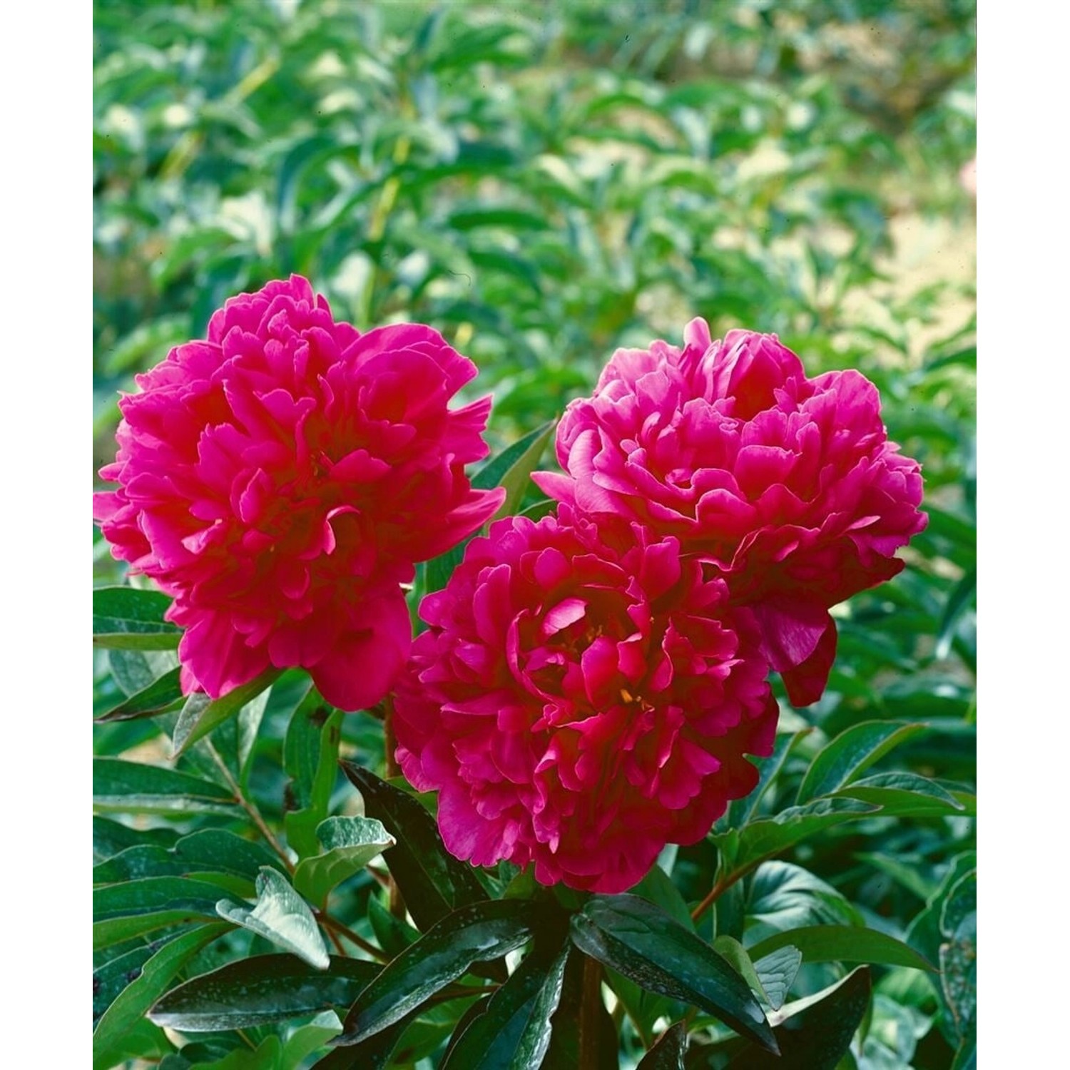 Paeonia Lactiflora Pfingstrose Kansas Ca. 11x11 cm Topf günstig online kaufen