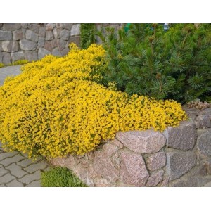 Gelb blühender Niedlicher Ginster (Genista pulchella) im Garten.