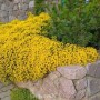 Gelb blühender Niedlicher Ginster (Genista pulchella) im Garten.
