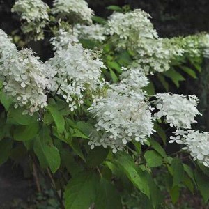 Rispenhortensie 'Phantom' Hydrangea paniculata 40 bis 50 cm im Container Große Blüten