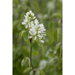 Nahaufnahme der weißen Blüten der Felsenbirne Amelanchier Alnifolia Smoky.