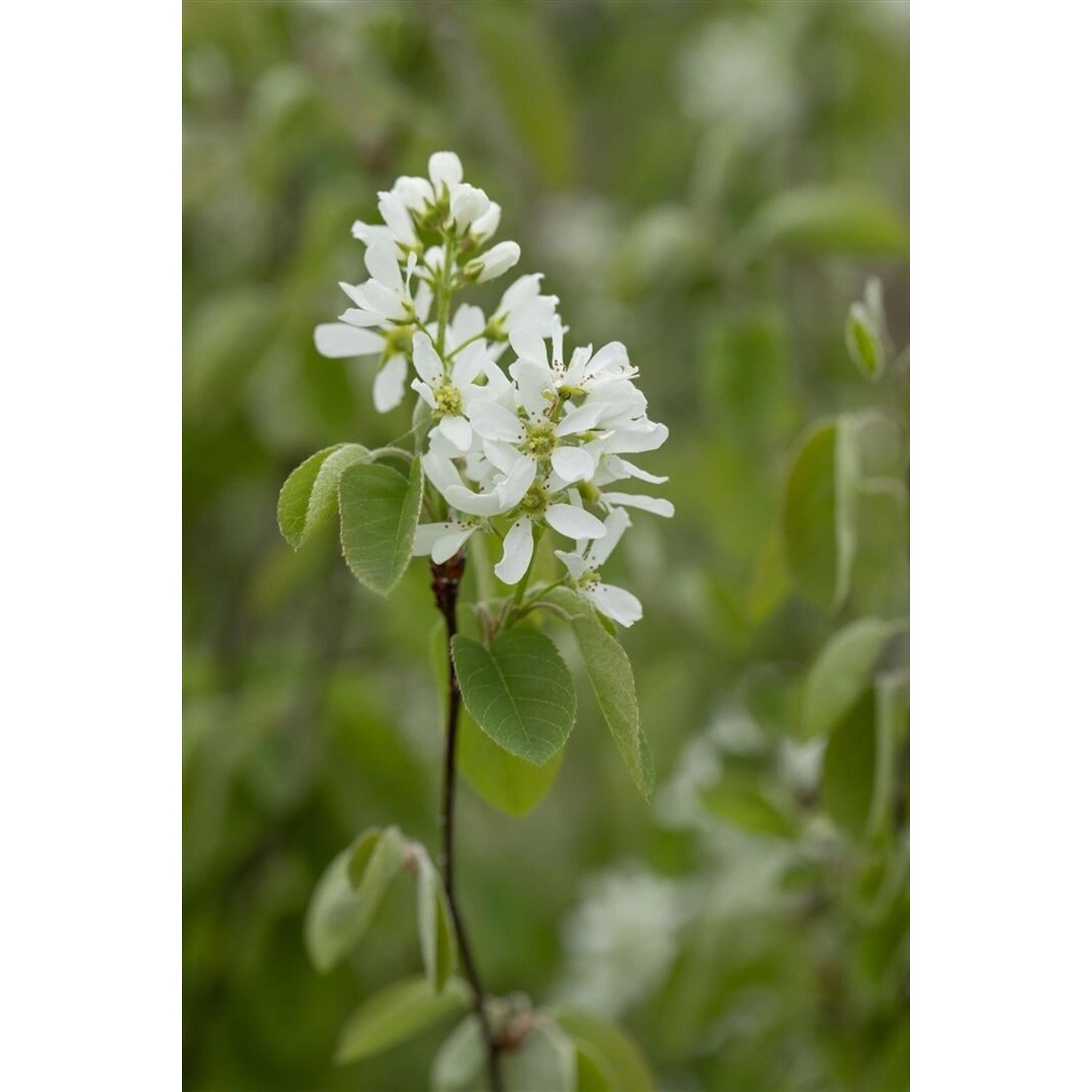 Amelanchier Alnifolia Smoky Felsenbirne Essbare Früchte 40–60 Cm günstig online kaufen