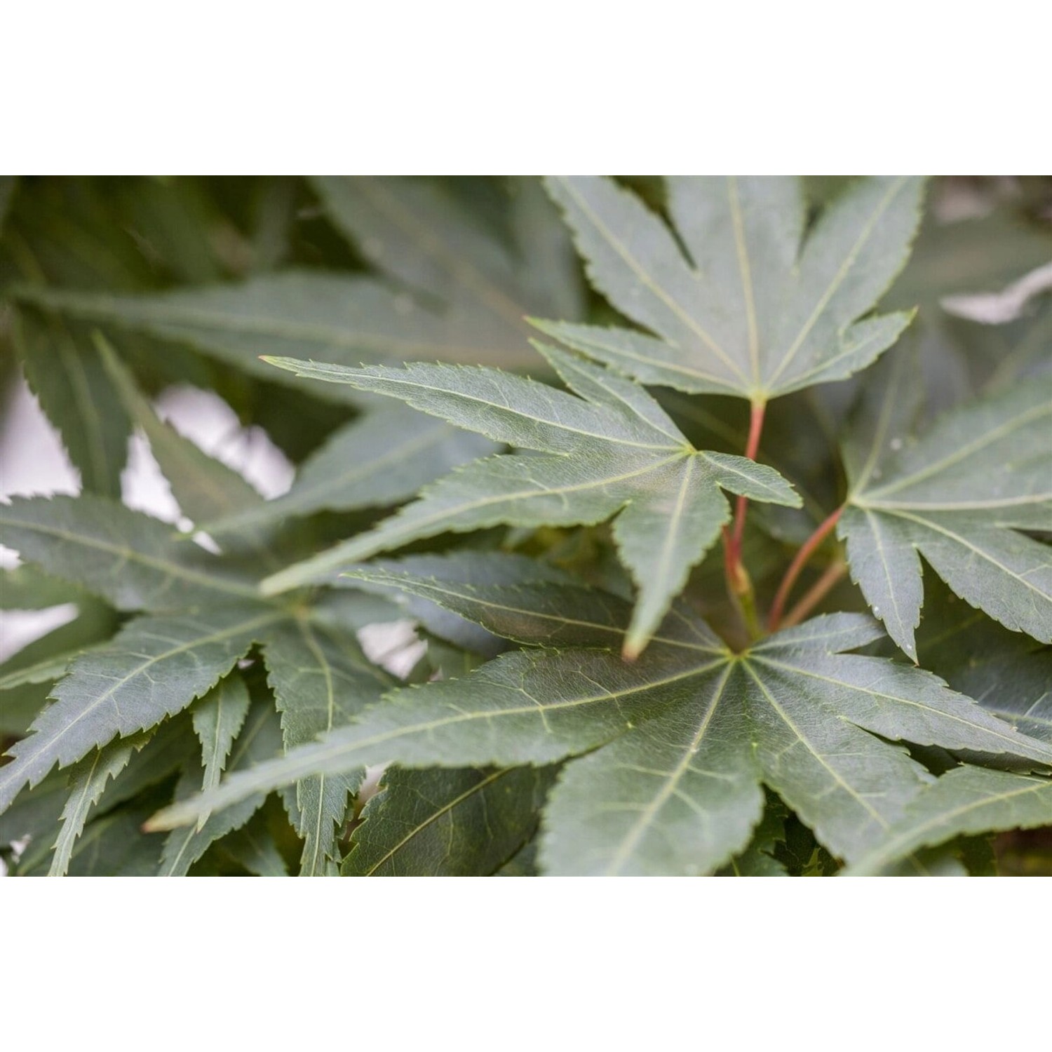 Acer Palmatum Mikawa Yatsubusa Japanischer Ahorn 80 cm Stammhöhe günstig online kaufen
