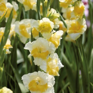 GROW by OBI Gladiole Buggy: Nahaufnahme der weiß-gelben Blütenstände.