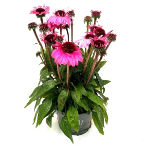 Purpur-Sonnenhut (Echinacea purpurea Sunmagic) im Topf, ca. 28 cm hoch.