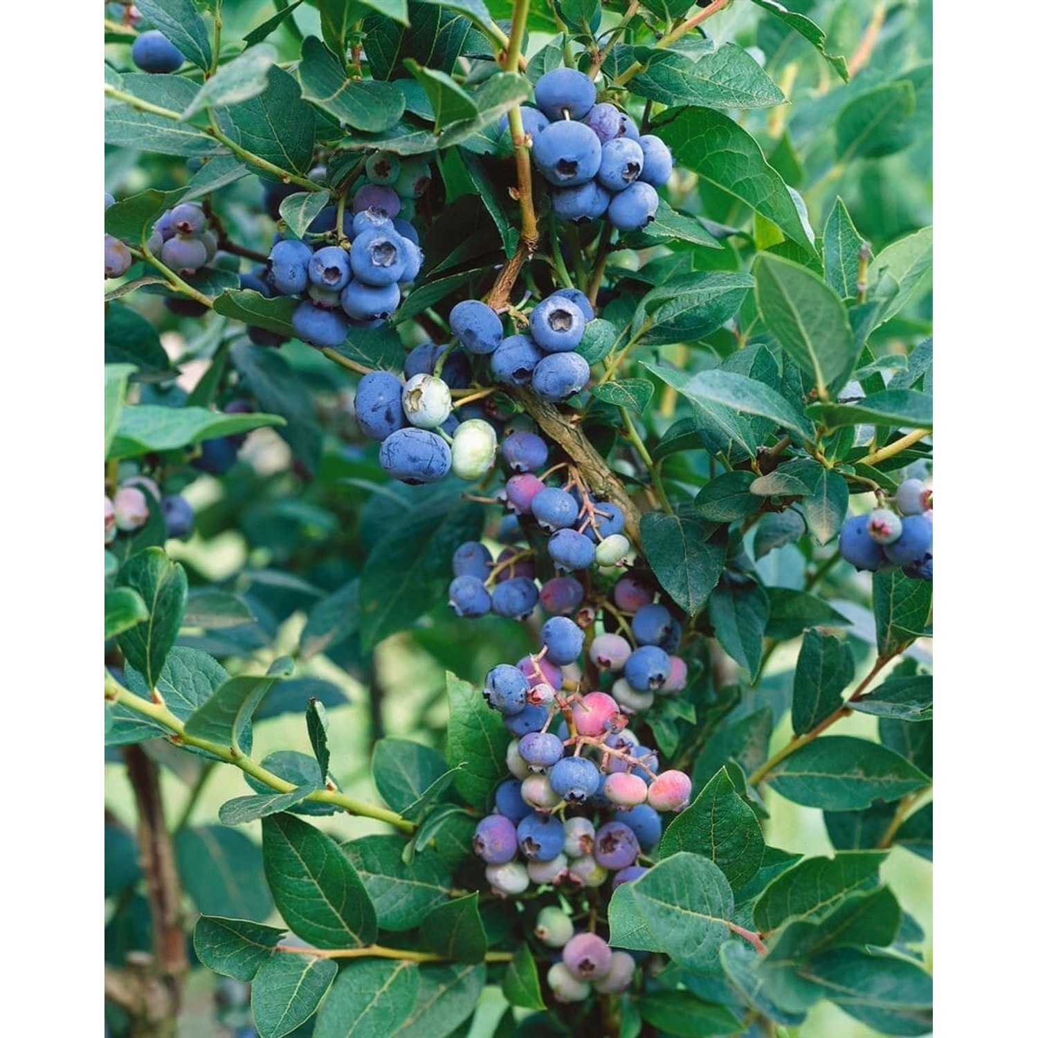 Vaccinium Corymbosum Brigitta Blue Heidelbeere 30–40 Cm günstig online kaufen
