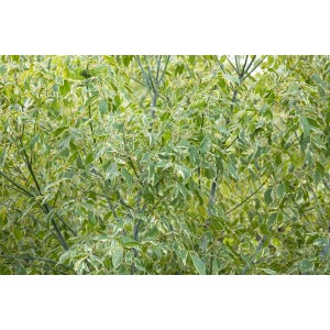 Acer Negundo Variegatum, Eschen-Ahorn mit weiß-grünen Blättern, 60-100 cm hoch.