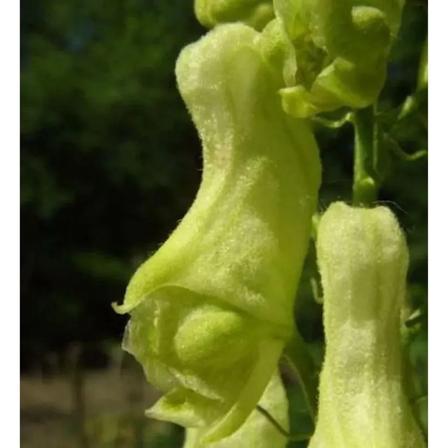 Gelber Eisenhut - Aconitum,amarckii