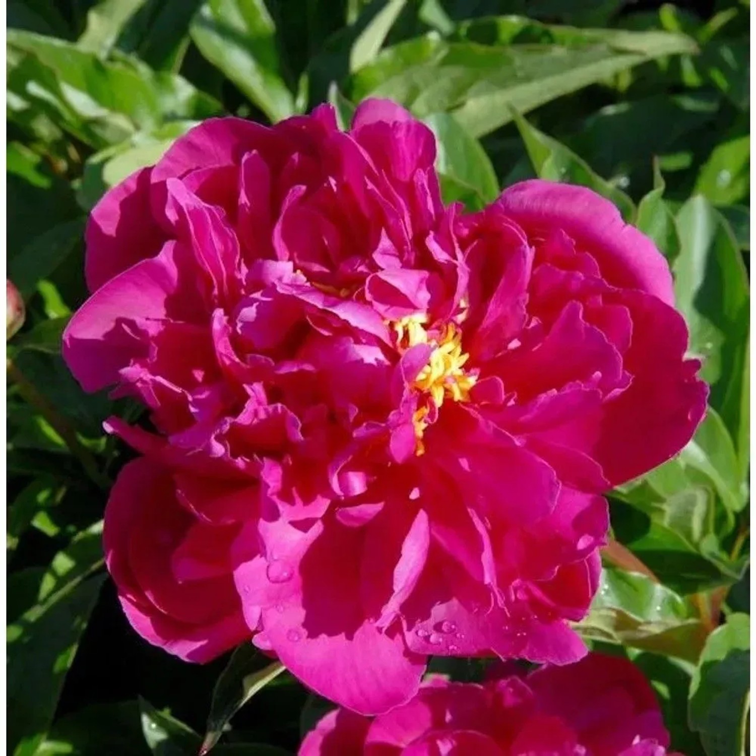 Edelpfingstrose Bunker Hill - Paeonia,actiflora