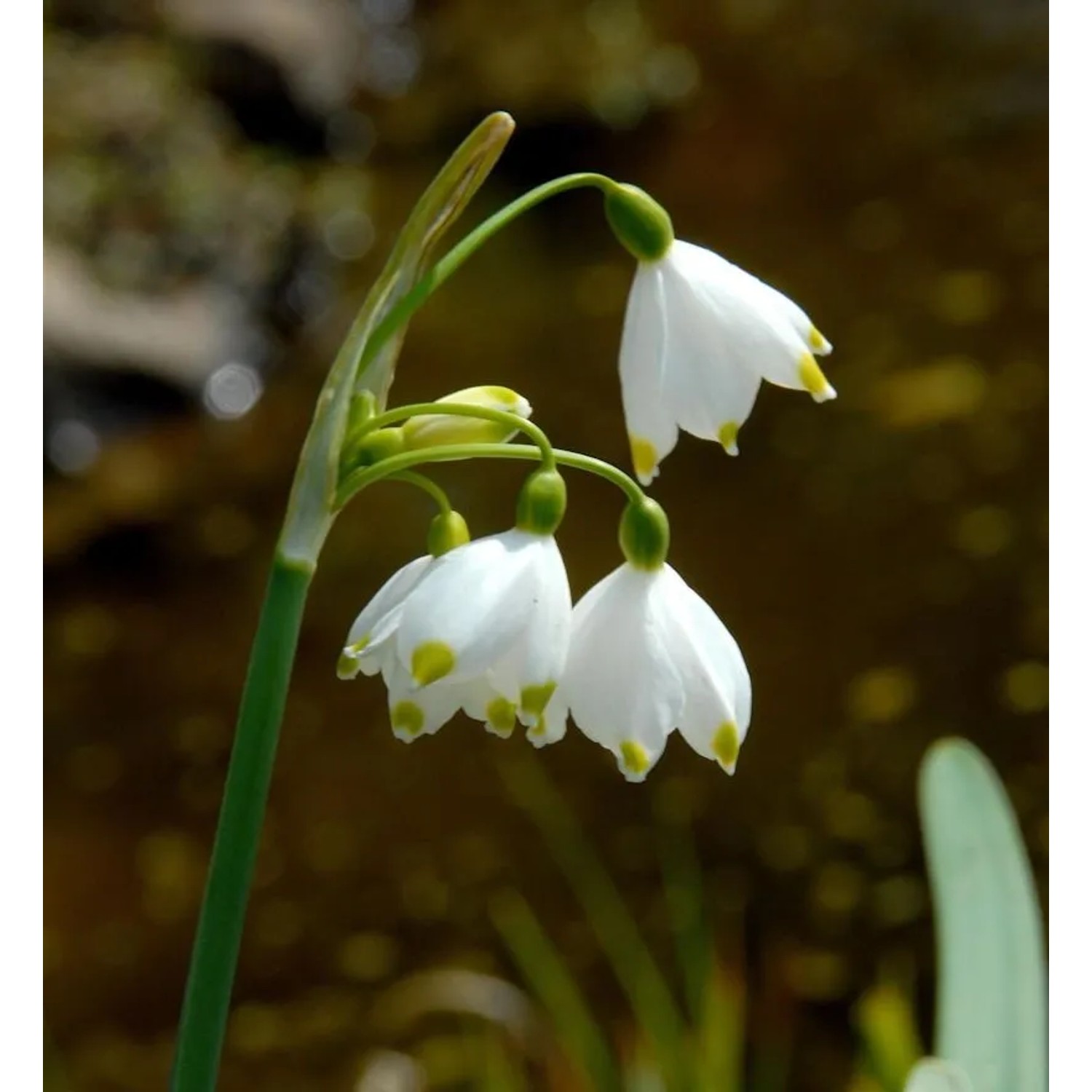 Sommer Knotenblume - Leucojum aestivum
