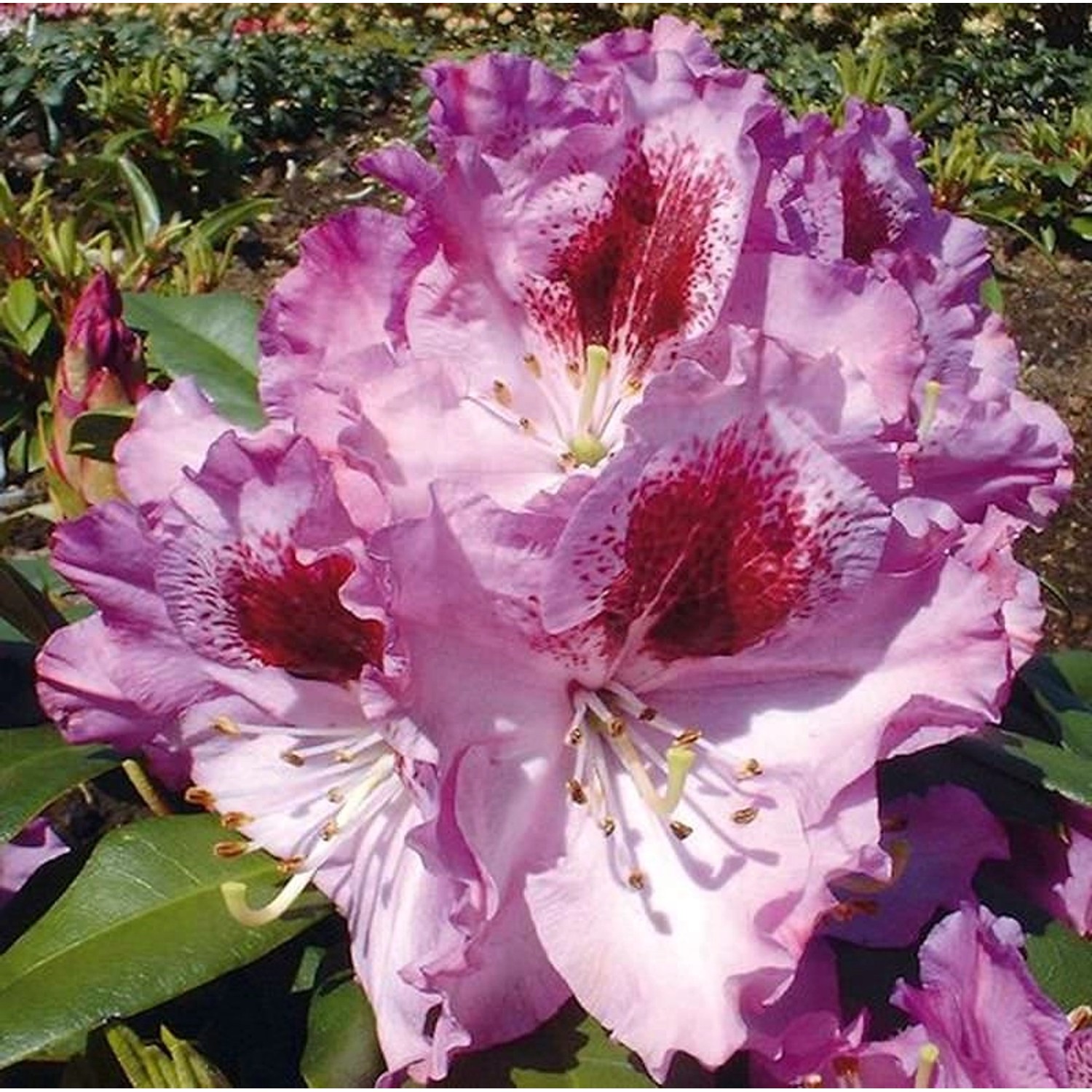 INKARHO - Großblumige Rhododendron Pfauenauge 40-50cm - Alpenrose günstig online kaufen