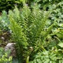 Grüner Schuppenwurmfarn Dryopteris affinis 'Crispa' im 2-3 Liter Topf für schattige Standorte.