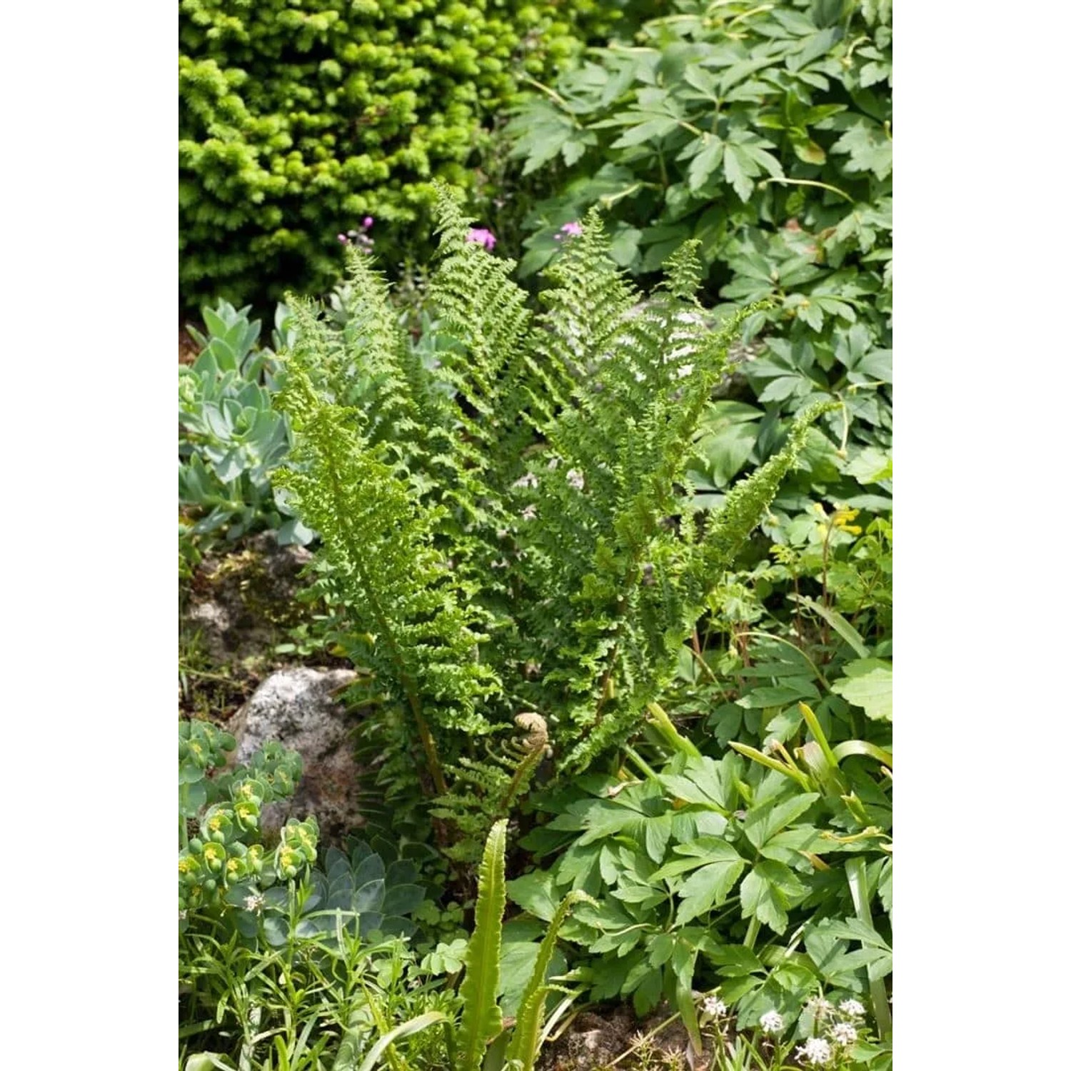 Grüner Schuppenwurmfarn Dryopteris affinis 'Crispa' im 2-3 Liter Topf für schattige Standorte.