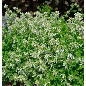 Blühende Kaschmir Katzenminze 'Schneehäschen' (Nepeta nervosa) im Garten.