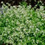Blühende Kaschmir Katzenminze 'Schneehäschen' (Nepeta nervosa) im Garten.