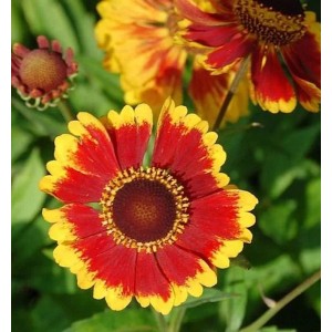Sonnenbraut 'Biedermeier': rot-gelbe Blüte der Helenium cultorum Staude.